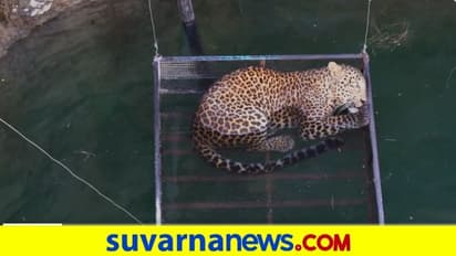 50 ಅಡಿ ಆಳದ ಬಾವಿಗೆ ಬಿದ್ದ ಚಿರತೆ... ರಕ್ಷಣೆ ಮಾಡುತ್ತಿರುವ ವಿಡಿಯೋ ವೈರಲ್‌