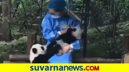 ಪಾಂಡಾ ಮರಿಗೆ ಬಾಟಲ್‌ ಫೀಡಿಂಗ್‌... ವಿಡಿಯೋ ವೈರಲ್‌