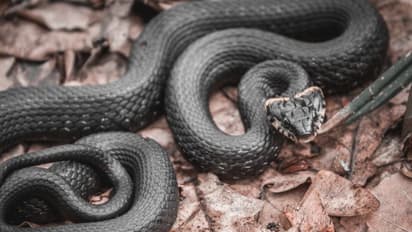সর্বনাশা কালসর্প দোষ এড়াতে কেন বেছে নেওয়া হয় শিবরাত্রি তিথি, আর কোন কোন পথে মুক্তি মিলবে এই দোষ থেকে জেনে নিন