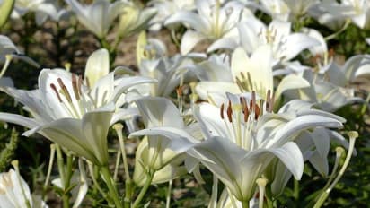 లిల్లీ పూల సాగులో ఎరువుల యాజమాన్యం, సస్యరక్షణ చర్యలు ఇవే!