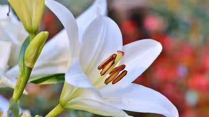 ফুলের সুবাসে দূর হবে ঘরের সকল নেতিবাচক শক্তি, জেনে নিন কীভাবে ব্যবহার করবেন ফুল গাছ