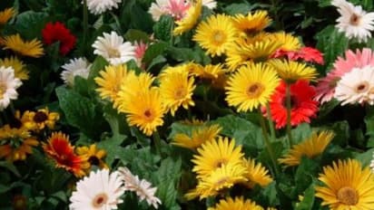 खबर खेती की : मार्केट में इस रंग-बिरंगे फूल की जबरदस्त डिमांड, लाखों रुपये का मुनाफा, यहां समझें बारीकियां