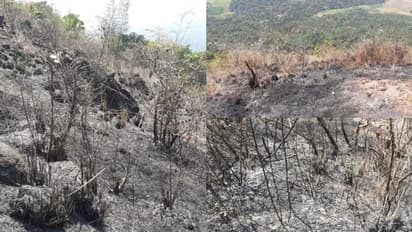 ദുരൂഹമായി കുറുമ്പാലക്കോട്ട മലയിലെ തുടര്ച്ചയായ തീപിടുത്തങ്ങള്; ആശങ്കയിലായി ജനം