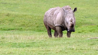 കറുത്ത കാണ്ടാമൃഗങ്ങളെയും പുള്ളിപ്പുലികളെയും വേട്ടയാടാം, അനുമതി നൽകി ദക്ഷിണാഫ്രിക്കൻ സർക്കാർ