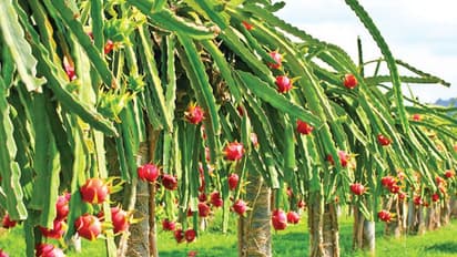 1 एकड़ में लगाए यह फसल, हर साल कर सकते हैं 10 लाख रुपए तक की कमाई, जानिए क्या है खेती का तरीका