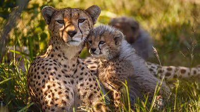 Return of Cheetah will end major headache for farmers in Gwalior-Chambal region