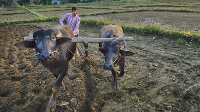 Life Management: खेत जोतते समय चट्टान से हल टूट गया, किसान ने उसे हटाने साथियों को बुलाया, फिर क्या हुआ?