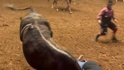 बेटे की जान बचाने सांड से भिड़ गया पापा, फिल्मी स्टाइल में दी शिकस्त, देखें वीडियो