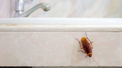 கிச்சனில் மறைந்துள்ள கரப்பான் பூச்சி, பல்லி எச்சங்கள்.... கிருமி இடமிருந்து நம்மை பாதுகாக்க சில பயனுள்ள டிப்ஸ்