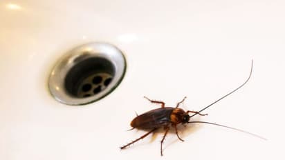 கரப்பான் பூச்சி தொல்லை தாங்கலயா? ஒரு எலுமிச்சை பழம் போதும்.. இப்படி பண்ணி பாருங்க! 