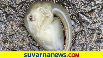 Bizarre Alien : ವಿಜ್ಞಾನಿಗಳಲ್ಲಿ ಅಚ್ಚರಿ ಮೂಡಿಸಿದ "ಏಲಿಯನ್" ಥರದ ಜೀವಿ!