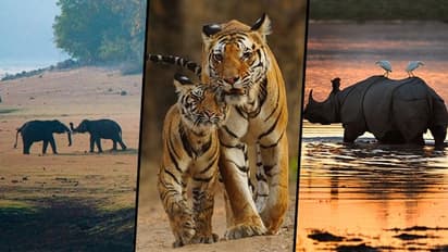 World Wildlife day: உலக வனவிலங்கு தினம் 2022! அழியும் நிலையில் இருக்கும் வனவிலங்குகள்! பாதுகாப்போம் வாருங்கள்!