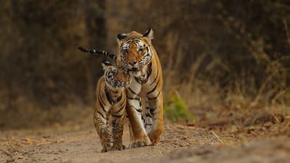 World Environment Day: ఊపిరి పీల్చుకుంటున్న బెబ్బులి.. 25 శాతం తగ్గిన టైగర్స్ మరణాల రేటు