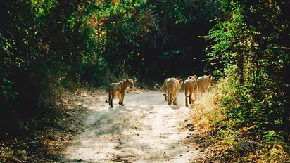 Karnataka: Nagarhole National Park introduces insurance coverage for tourist safety 