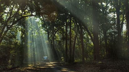 కార్బెట్ టైగర్ రిజర్వ్లో సగం తినేసిన మహిళ మృతదేహం లభ్యం.. బుధవారం ఆమె అదృశ్యమై..