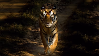 India witnesses 25% decrease in tiger mortality, compared to 2021