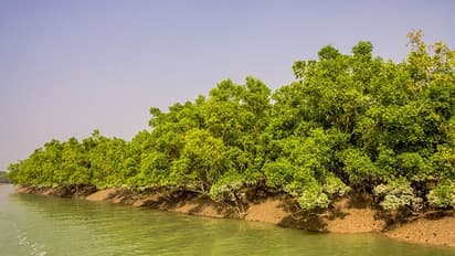 దేశంలో 2070 నాటికి 50% తగ్గనున్న మడ అడవులు.. పర్యావరణవేత్తల ఆందోళన : తాజా అధ్యయనం