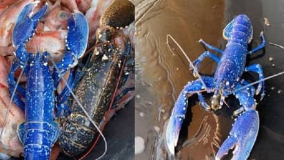 അപൂർവങ്ങളിൽ അപൂർവം, കാണാനുള്ള സാധ്യത 20 ലക്ഷത്തിൽ ഒന്ന്, നീലക്കൊഞ്ചിനെ കണ്ടെത്തി