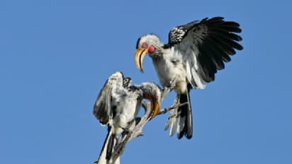 বন্যপ্রাণ রক্ষার্থে পালিত হচ্ছে বিশ্ব বন্যপ্রাণী দিবস, জেনে নিন দিনটির গুরুত্ব