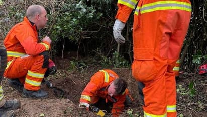 ബാഡ്ജറുകളുടെ മാളത്തിൽ നായ കുടുങ്ങി, 60 മണിക്കൂർ നേരത്തെ നിസ്സഹായത, ഒടുവിൽ രക്ഷാപ്രവർത്തനം