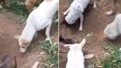 പ്രിയ സുഹൃത്തേ വിട, നായയെ സംസ്കരിക്കുന്ന നായ്ക്കൂട്ടം, കണ്ണ് നനയാതെ കാണാനാവില്ല ഈ വിടപറച്ചിൽ