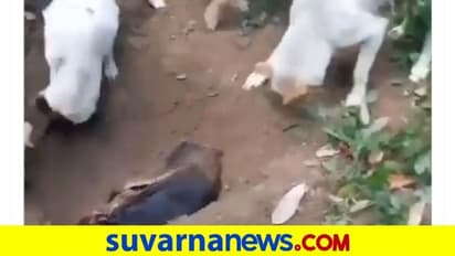 ಗುಂಡಿ ತೋಡಿ ಮಣ್ಣುಮುಚ್ಚಿ ಅಗಲಿದ ಮಿತ್ರನಿಗೆ ಅಂತಿಮ ವಿದಾಯ... ಶ್ವಾನಗಳ ವಿಡಿಯೋ ವೈರಲ್‌