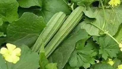 Peerkangai thogayal: நாக்கில் எச்சில் ஊற வைக்கும் பீர்க்கங்காய் துவையல்...இப்படி ஒருமுறை செஞ்சு பாருங்க...