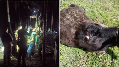 Tiger Attack : നൂല്പ്പുഴ നായ്ക്കെട്ടി പ്രദേശം കടുവാ ഭീതിയില്; പട്ടാപകല് പശുക്കിടാവിനെ ആക്രമിച്ചു