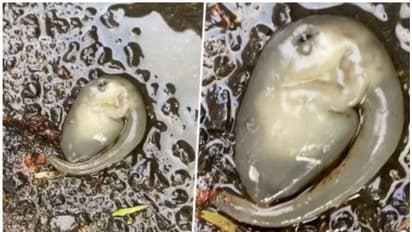 Bizarre Alien : ഏതാണ് ഈ ജീവി? തുമ്പിക്കൈ പോലെ നീണ്ട അവയവം, ചാരനിറം; വെെറലായി വീഡിയോ