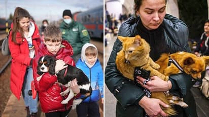 Check out how animals are being rescued amid Russia-Ukraine war