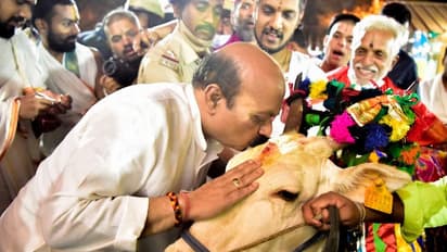 ಮುತ್ತಿಡಲು ಹೋದ ಸಿಎಂಗೆ ಹಾಯಲು ಬಂದ ಗೋವು: ಅಪಾಯದಿಂದ ಪಾರಾದ ಬೊಮ್ಮಾಯಿ..!