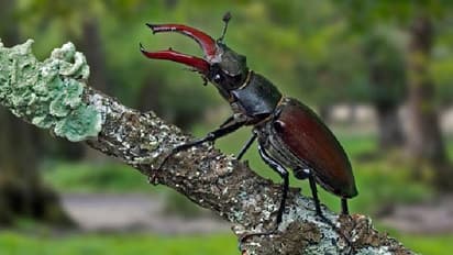 ആളുകൾ ലക്ഷങ്ങൾ കൊടുത്ത് വാങ്ങാൻ തയ്യാറാവുന്ന വണ്ട്! ജപ്പാനിലെ പ്രിയപ്പെട്ട 'പെറ്റ്'