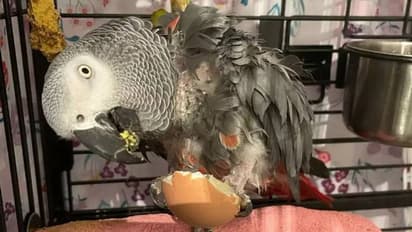 Jesse parrot : ഉടമ മരിച്ചു, ആകെ തകർന്ന് തത്ത, വാ തുറന്നാൽ തെറി, സ്വയം വേദനിപ്പിക്കൽ...