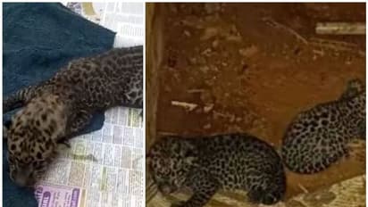 Leopard : അമ്മപ്പുലി വന്നില്ല, അതിജീവിക്കാൻ കുഞ്ഞിനുമായില്ല, ഉമ്മിനിയിലെ പുലിക്കുഞ്ഞ് ചത്തു