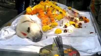 Bomb Detection Dog Simba : ധീരനായ സിംബയ്ക്ക് വിട, ത്രീ -ഗൺ സല്യൂട്ട് നൽകി ആദരം