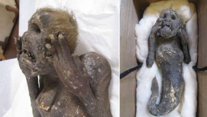 Mermaid mummy : 300 വർഷം പഴക്കം, മനുഷ്യമുഖം, 'മെർമെയ്‍ഡ് മമ്മി' ശരിക്കും മത്സ്യകന്യകയോ? അന്വേഷിക്കാൻ ​ഗവേഷകർ