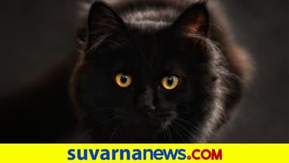 ಸಾವಾಗಿ ಬಂದ ಮಾರ್ಜಾಲ... ಬೆಕ್ಕು ಕಡಿದು ಇಬ್ಬರು ಮಹಿಳೆಯರ ಸಾವು