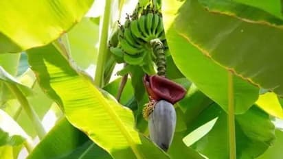 സ്ഥലപരിമിതിയാണോ പ്രശ്നം? വലിയ പാത്രങ്ങളിലും വാഴ കൃഷി ചെയ്യാം...