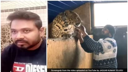 'ഇവര്‍ എന്റെ മക്കള്‍; വീട്ടില്‍ വളര്‍ത്തുന്ന പുലികളെ ഉപേക്ഷിച്ച് യുക്രൈന്‍ വിടില്ലെന്ന് ഇന്ത്യന്‍ ഡോക്ടര്‍