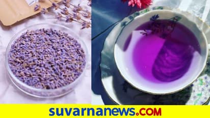 Lavender Tea: ವಿಶ್ವದ ಅತ್ಯಂತ ಆರೋಗ್ಯಕರ ಚಹಾದ ಬಗ್ಗೆ ನಿಮಗೆಷ್ಟು ಗೊತ್ತು