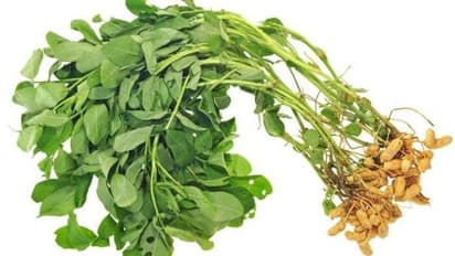 നിലക്കടല വീട്ടിനുള്ളിലും വളർത്തിയെടുക്കാം, ഇങ്ങനെ...