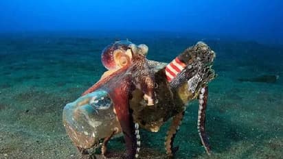 കുപ്പികൾ, പാത്രങ്ങൾ, ബാറ്ററി, നാം വലിച്ചെറിയുന്ന മാലിന്യം നീരാളികളുപയോ​ഗിക്കുന്നത് ഇങ്ങനെ!