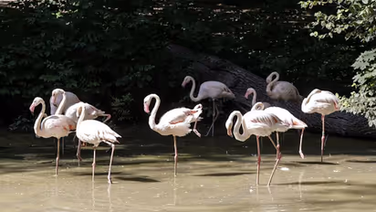 5 Bird sanctuaries in India you should visit this winter season 