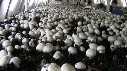 ಅಣಬೆ ಬಗ್ಗೆ ಪಾಠ ಮಾಡುತ್ತಿದ್ದ ಪ್ರಾಧ್ಯಾಪಕಿಗೆ ಈಗ ಅದೇ ಆದಾಯದ ಮೂಲ;ಅಣಬೆ ಕೃಷಿಯಿಂದ ಲಕ್ಷಾಂತರ ರೂ. ಗಳಿಕೆ