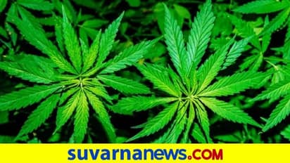 குற்றங்கள் குறைவதற்கு மது வேண்டாம்ப்பா கஞ்சா அடிங்க; பாஜக எம்எல்ஏ கிருஷ்ணமூர்த்தி பந்தி பகிரங்க அழைப்பு!!