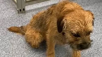 നടത്തത്തിനിടെ കഞ്ചാവ് കഴിച്ച് നായ, 'ബോധം' പോയതിന്റെ കാരണം കണ്ടെത്താനാവാതെ ഉടമ, ഒടുവിൽ...