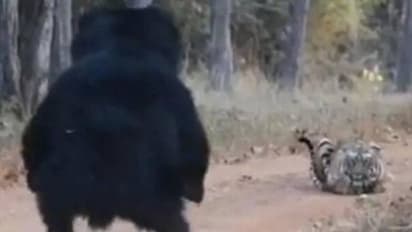 പരസ്പരം ഏറ്റുമുട്ടി കടുവയും കരടിയും, വീഡിയോ സോഷ്യൽ മീഡിയയിൽ വൈറൽ
