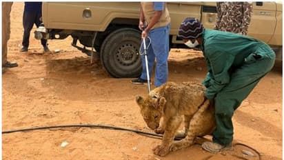 റിയാദ് നഗരത്തിലെ റോഡിൽ അലഞ്ഞ സിംഹത്തിന് കാറിടിച്ച് പരിക്ക്