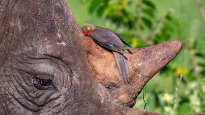 കാണ്ടാമൃഗത്തിന്റെ കാവൽക്കാരൻ, ഒരു അപൂർവ സൗഹൃദം, ശ്രദ്ധേയമായി ചിത്രം!