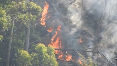 கொழுந்து விட்டு எரியும் காட்டுத்தீ.. வானை முட்டுமளவு புகைமண்டலம்.. இரண்டு நாளாக போராடும் வனத்துறை..